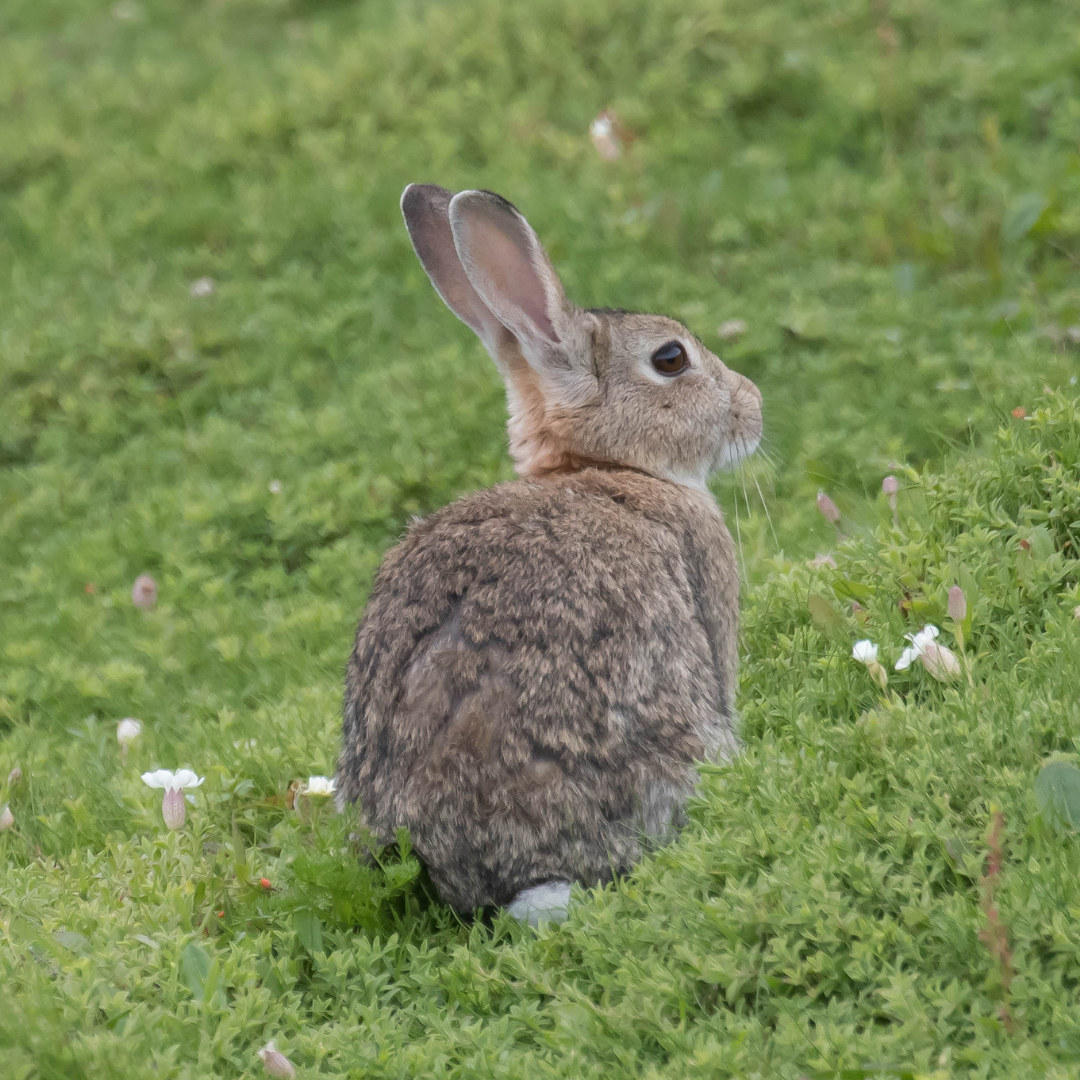 What does cruelty-free skincare mean? 